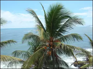 Morze, Palma, Kokosowa