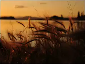 Zachód słońca, Jezioro, Trawy