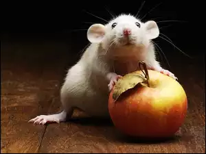 Jabłko, Biały, Szczur