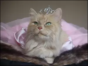 Księżna, Kot, Przebranie