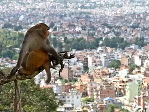 Małpka, Wysokość, Panorama, Miasta