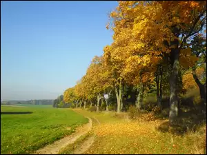 Polna, Jesień, Droga, Drzewa