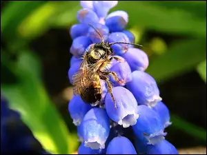 Pszczoła, Na Szafirku