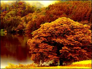 Kolorowe, Jesień, Drzewa, Jezioro