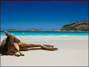 Australia, Kangur, Plaża