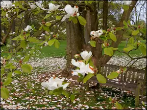 Ławeczka, Wiosna, Biała, Park, Magnolia