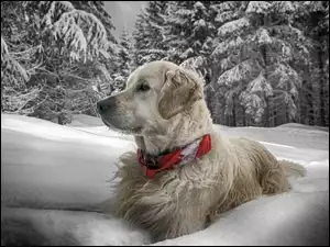 Śniegu, Obroża, Zima, Golden Retriever, Dużo, Pies