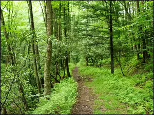 Las, Ścieżka, Piękna, Zieleń