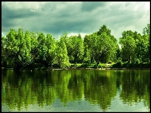Odbicie, Jezioro, Drzewa