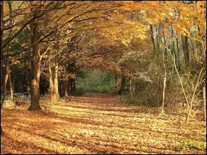 Las, Jesień, Drzewa, Liście