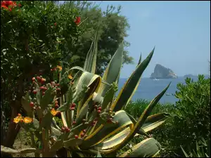 Kaktus, Sycylia, Morze, Panarea
