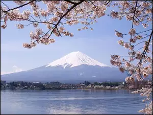 Gałązki, Fuji, Jezioro, Japonia, Kwitnące, Góra