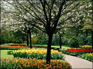Kwitnące, Kolorowe, Wiosenny, Tulipany, Park, Drzewa