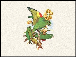 Edward Lear, Zielone, Papugi
