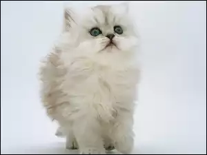 Kot Perski, Puszysty, Biały