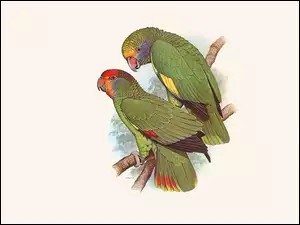 Dwie, Edward Lear, Zielone, Papugi