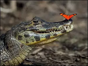 Krokodyl, Motyl