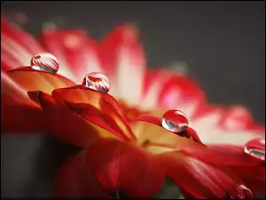 Krople, Czerwony, Deszczu, Kwiat
