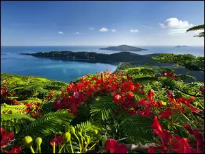 Kwiaty, Karaiby, Ocean, Wyspy