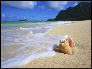 Muszelka, Oahu, Woda, Hawaje, Plaża