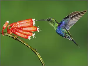 Ekwador, Koliber, Kwiat