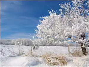 Drzewa, Śniegiem, Krzewy, Pokryte