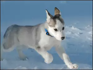 Piesek, Siberian Husky, Szczeniak, Śnieg