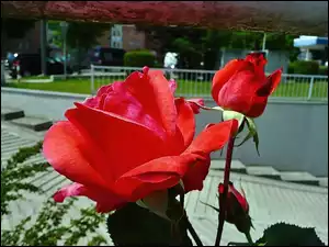 Kwiat, Ulica, Czerwona, Róża