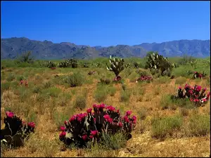 Kaktusy, Pustynia, Kwitnące