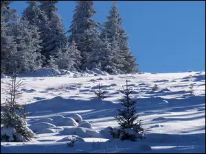 Zima, Choinki, Śnieg