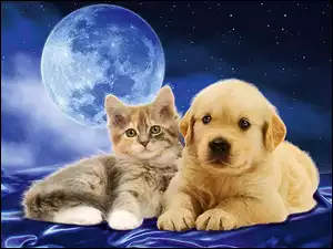 Pies, Gwiazdy, Kot, Niebo