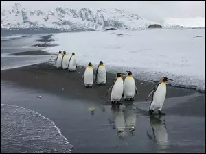 Góry Lodowe, Zima, Pingwiny