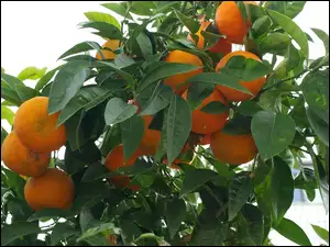 Liście, Drzewo, Pomarańcze