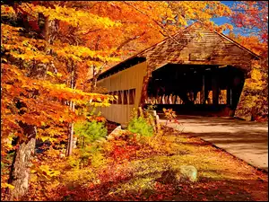 Most, Drzewa, Jesień, Liście, Drewniany