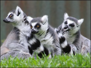 Trawa, Trzy, Lemury