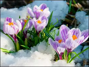 Wiosna, Biało, Krokusy, Fioletowe, Śnieg