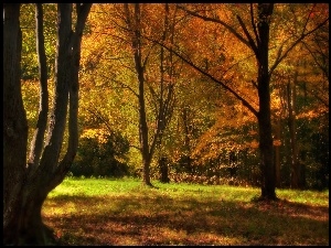 Kolorowe, Drzewa, Barwy, Jesieni