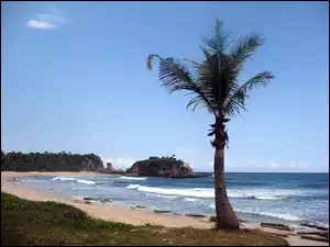 Morze, Plaża, Palma