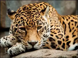 Kot, Jaguar, Dziki