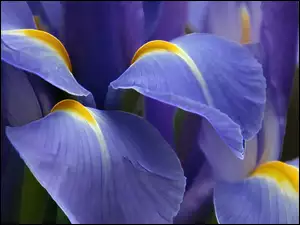 Kwiata, Płatki, Niebieskiego