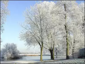Zima, Rzeka, Drzewa