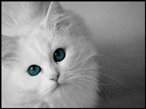 Biały, Oczy, Kot, Błękitne