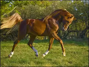 Koń, Prezentacja