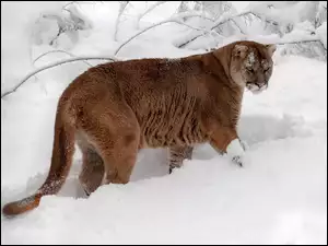 Śnieżne, Puma, Zaspy