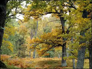 Las, Jesień, Drzewa, Paprocie