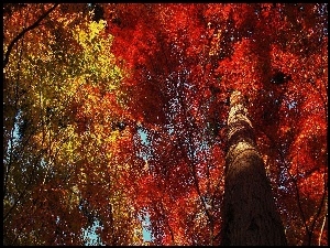 Jesień, Liście, Drzewa, Kolorowe