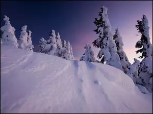 Śnieg, Góry, Drzewa