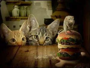 Dwa, Hamburgery, Koty, Szczurek