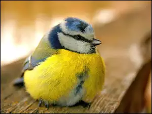 Ptaszek, Modraszka Zwyczajna