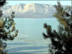 Kalifornia, Jezioro, Gałązki, Góry, Tahoe